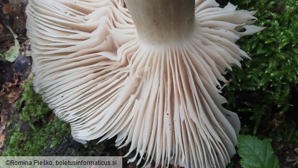 Megacollybia platyphylla