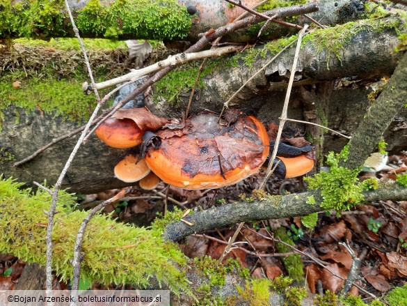 Fomitopsis pinicola