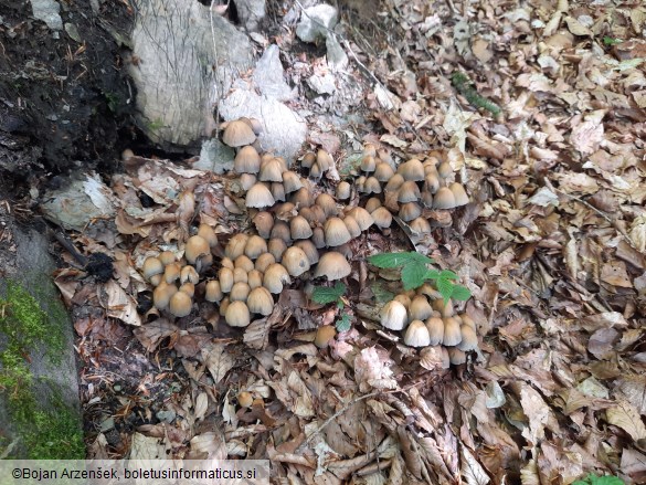 Coprinellus micaceus