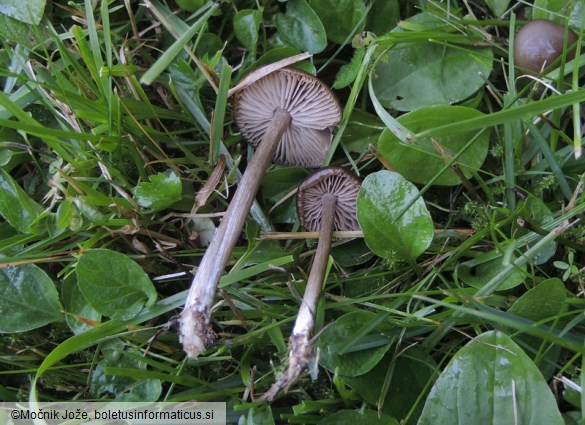 Entoloma occultipigmentatum