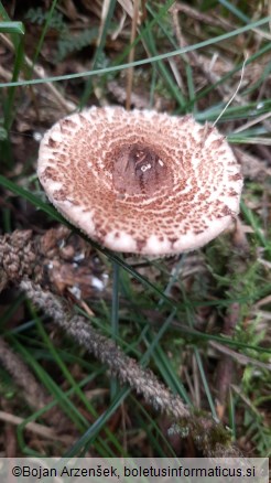 Lepiota echinella