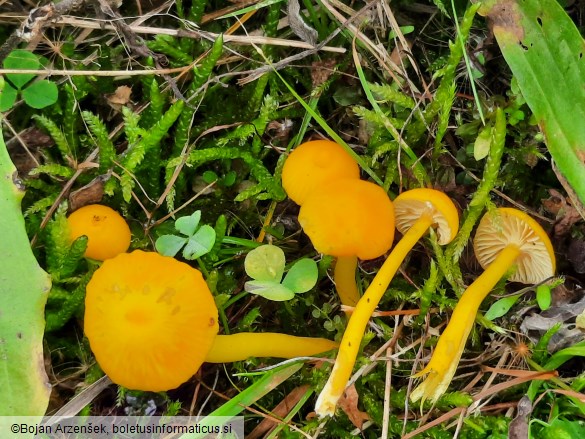 Hygrocybe ceracea