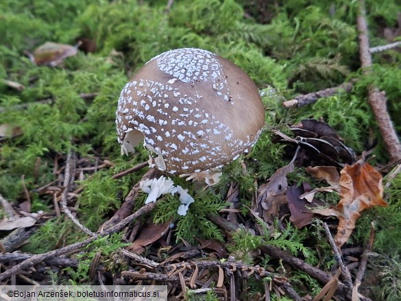 Amanita pantherina