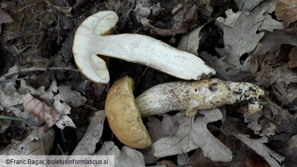 Leccinum crocipodium