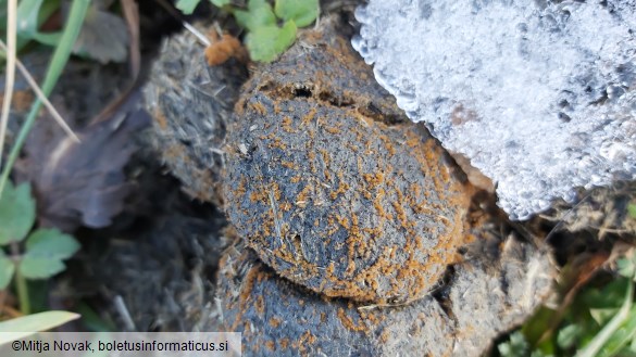 Lasiobolus ciliatus