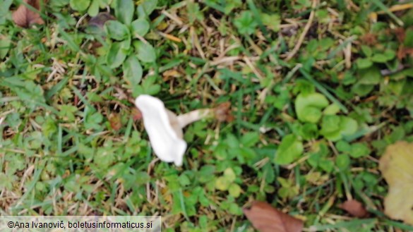 Clitocybe dealbata