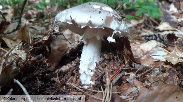 Amanita excelsa