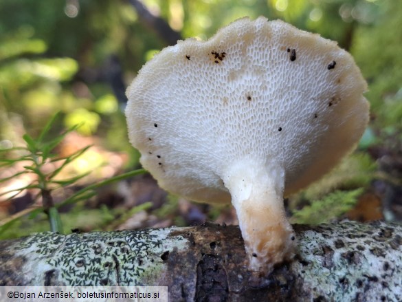 Polyporus tuberaster