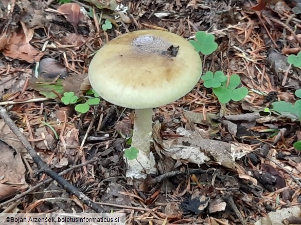 Amanita phalloides