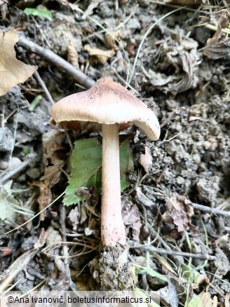 Inocybe erubescens