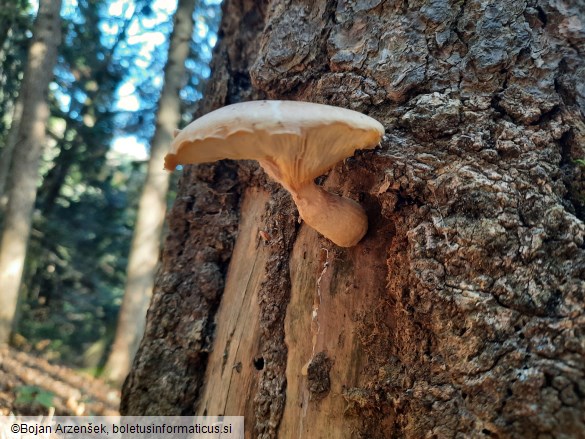 Pleurotus dryinus