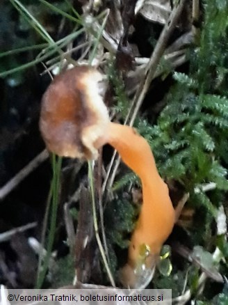 Craterellus lutescens