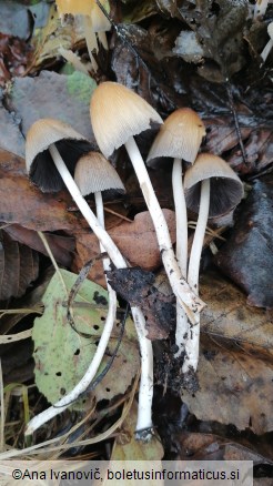 Psathyrella multipedata