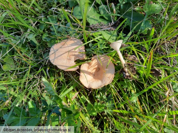 Infundibulicybe gibba