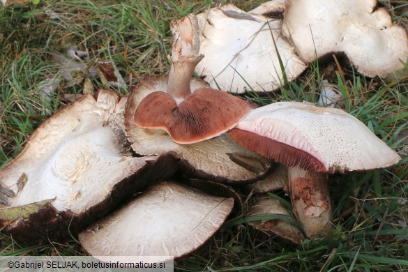 Agaricus benesii