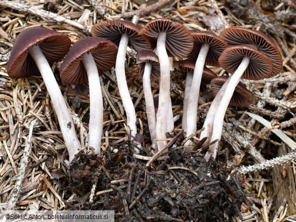 Psathyrella bipellis