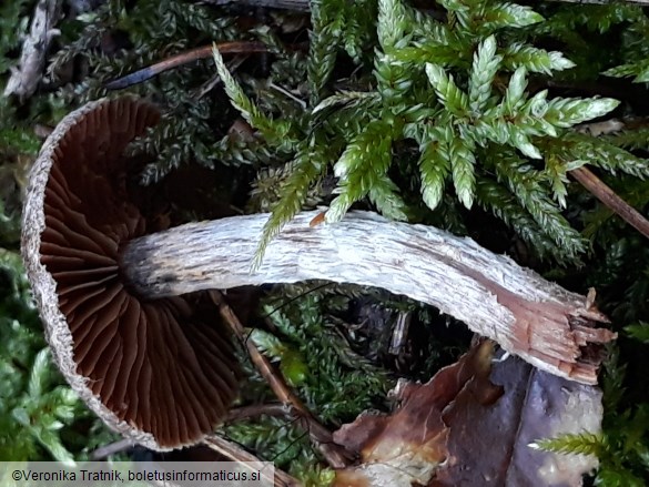 Cortinarius flexipes