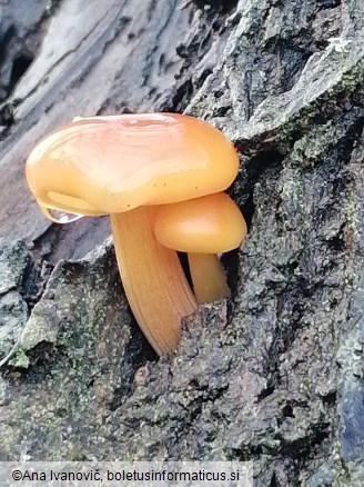 Flammulina velutipes