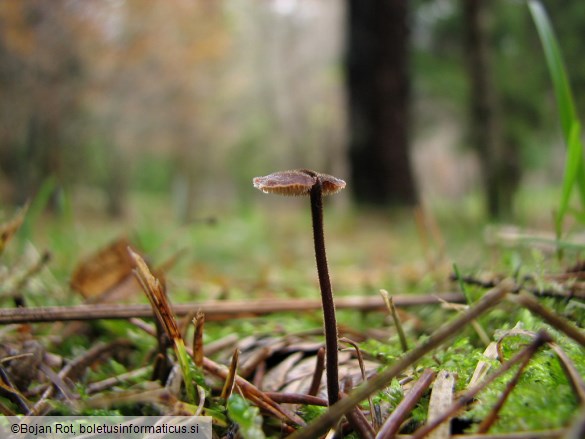 Auriscalpium vulgare