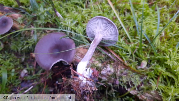 Pseudoclitocybe cyathiformis