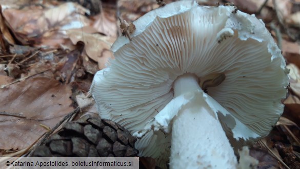 Amanita excelsa