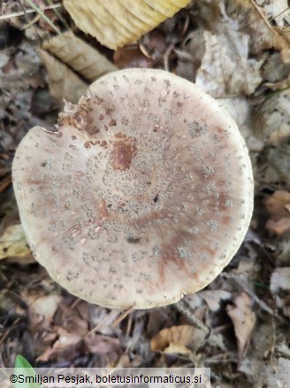 Amanita rubescens