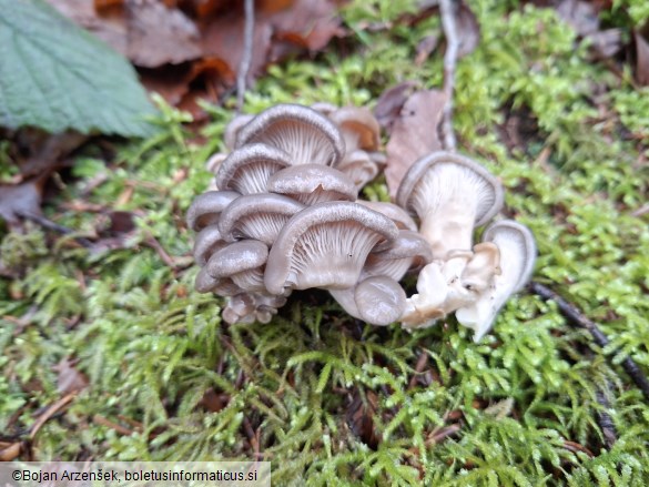 Pleurotus ostreatus