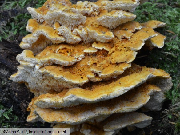 Pycnoporellus fulgens