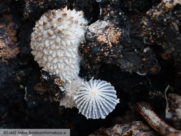 Coprinopsis ephemeroides