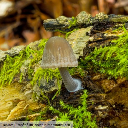 Mycena galericulata