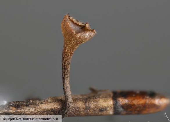 Lanzia luteovirescens