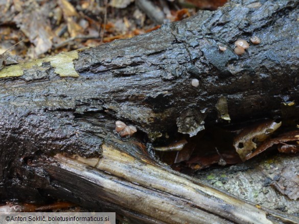 Ombrophila violacea