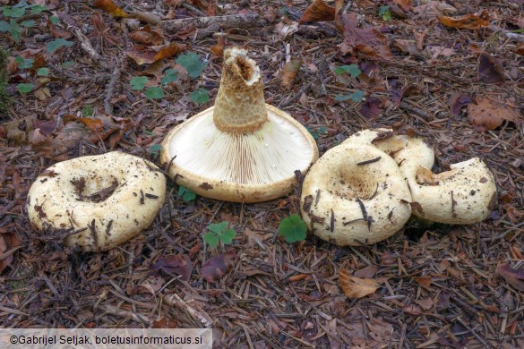 Lactarius intermedius