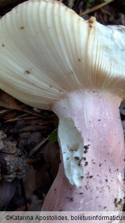 Russula amoena