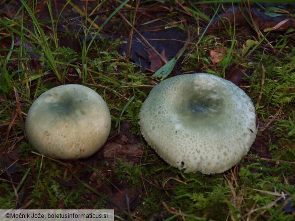 Russula virescens