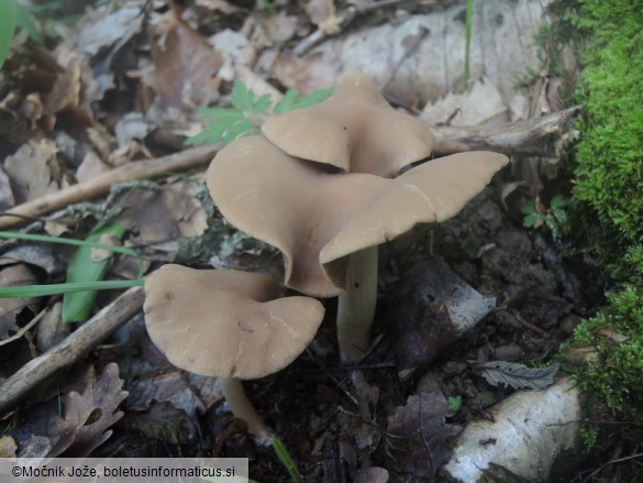 Psathyrella variata