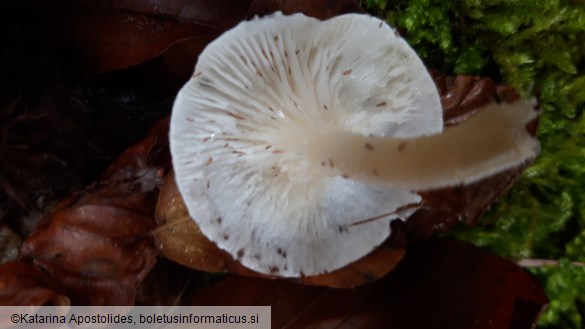 Hygrophorus cossus