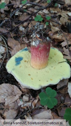 Boletus calopus