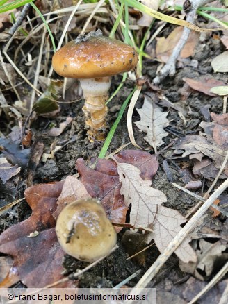 Cortinarius trivialis