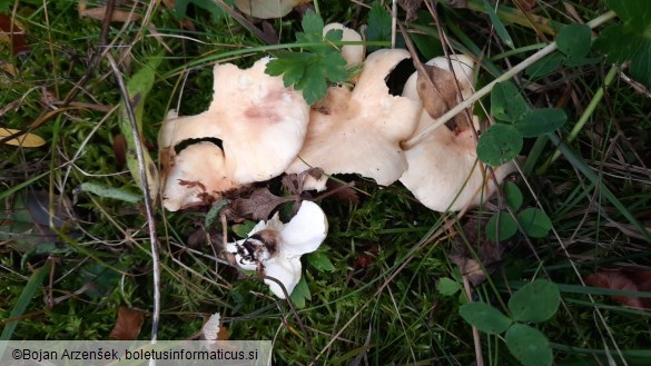 Albatrellus ovinus