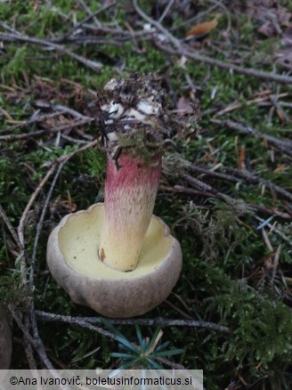 Caloboletus calopus