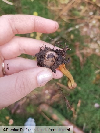 Tolypocladium capitatum