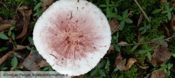 Hygrophorus russula