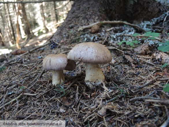 Cortinarius variicolor