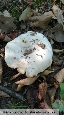 Lactarius vellereus