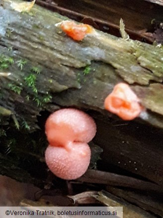 Lycogala epidendrum