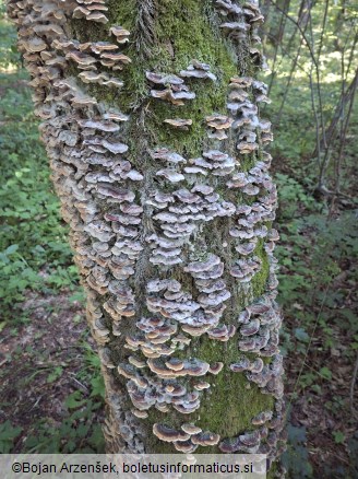 Trametes versicolor
