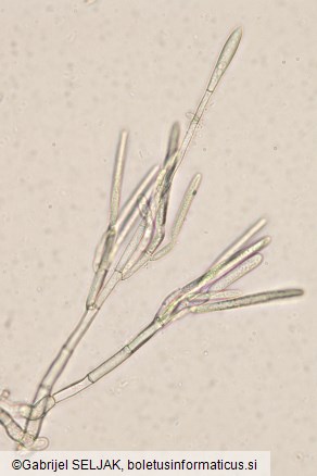 Cylindrocladium buxicola