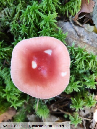 Russula emetica
