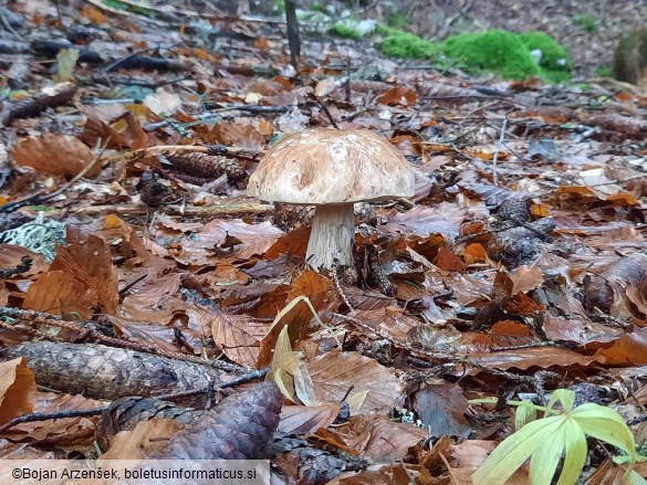 Boletus edulis